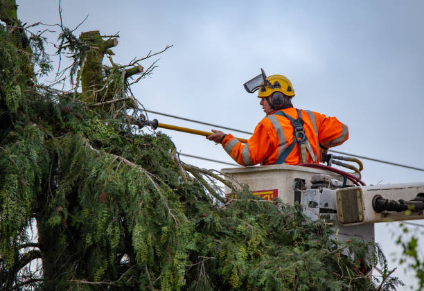 Professional Tree Care in Effort, PA