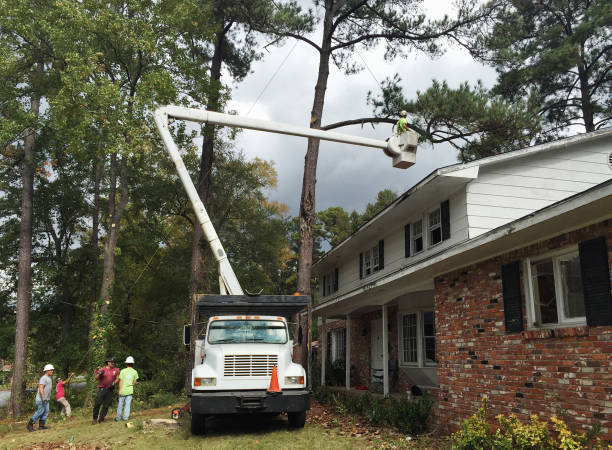 How Our Tree Care Process Works  in  Effort, PA