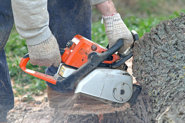 Best Tree Maintenance Programs  in Effort, PA