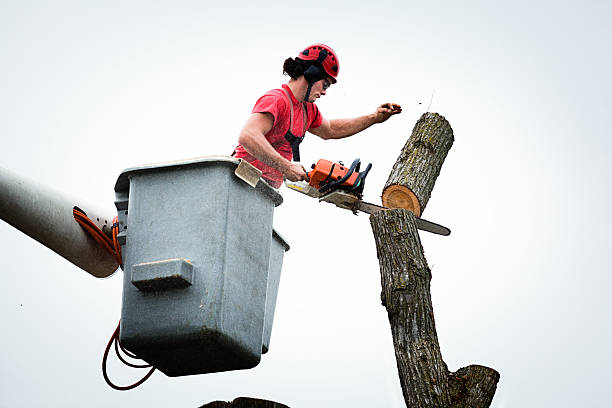 Best Aeration Services  in Effort, PA